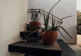 Image result for Pics of House Plants