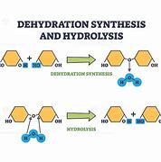 Image result for Dehydration Synthesis of Carbohydrates