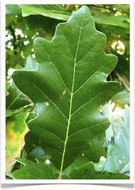 Image result for Swamp White Oak Leaf Identification