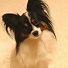 Image result for Papillon Dog Clothes