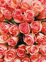 Image result for Coral Colored Roses