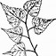 Image result for Birch Tree Branch Clip Art