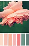 Image result for Dusty Rose Color Palette