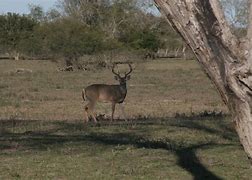 Image result for Free Whitetail Deer Coloring Pages