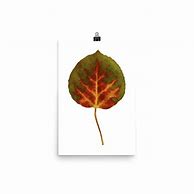 Image result for Aspen Leaf Outline Sticker