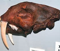 Image result for Smilodon Cat