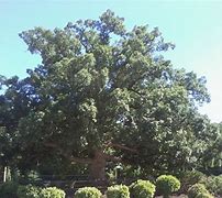 Image result for Different Types of Oak Tree Leaves