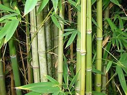 Image result for Bamboo Playhouse Plan