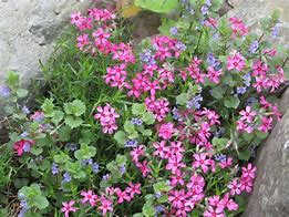 Image result for Pink Flower Plant