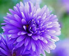 Image result for Bright Colored Flowers