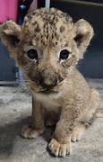 Image result for Lion and Newborn Cub