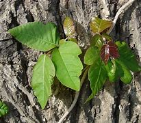 Image result for Poison Ivy Sapling