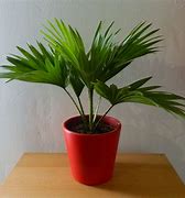 Image result for Chinese Fan Palm