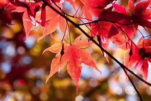 Image result for Maple Leaf Coloring