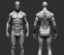 Image result for Human Body Drawing Front and Back