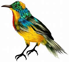 Image result for Colourful Birds Clip Art