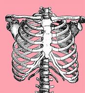 Image result for Human Skeleton Rib Cage