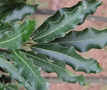 Image result for Shingle Oak Leaf