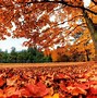 Image result for Photos of Fall Leaves