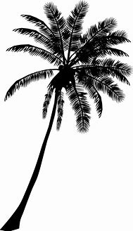 Image result for Coconut Palm Tree Silhouette