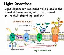 Image result for Light-Dependent Reaction