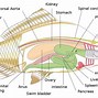 Image result for Fish Diagram Blank