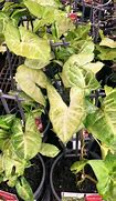 Image result for Arrowhead House Plant