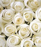 Image result for White Rose in Bloom