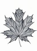 Image result for Maple Leaf Drawing Template