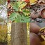 Image result for Northern Red Oak Tree 20 Years