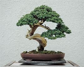 Image result for Real Bonsai Tree