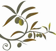 Image result for Olive Branch Vector