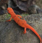 Image result for Small Red Newt