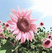 Image result for Sunflower Images to Print