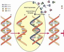 Image result for RNA Polymerase 3