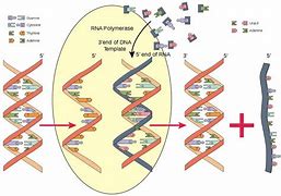 Image result for RNA Polymerase Structure