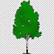 Image result for Curved Birch Tree Clip Art