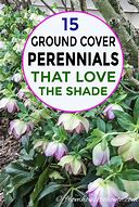 Image result for Annual Ground Cover Plants