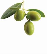 Image result for Olive Branch Transparent Background