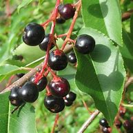 Image result for Black Cherry Tree