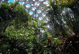 Image result for Rainforest Biome Characteristics