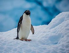 Image result for Winter Penguin Coloring Page