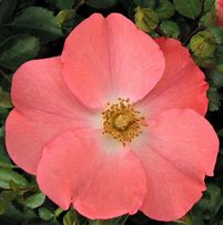 Image result for Coral Carpent Roses