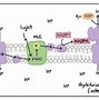 Image result for 2 Stages of Photosynthesis Diagram