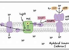 Image result for Light-Dependent Reaction