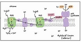 Image result for Diagram for Light Reaction