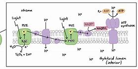 Image result for Light Reaction of Photosynthesis Detailed Diagram