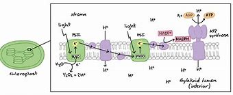 Image result for Photosynthesis Light-Dependent Illustration