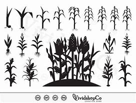 Image result for Nebraska with Corn Stalk SVG