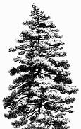 Image result for Pine Tree Black and White